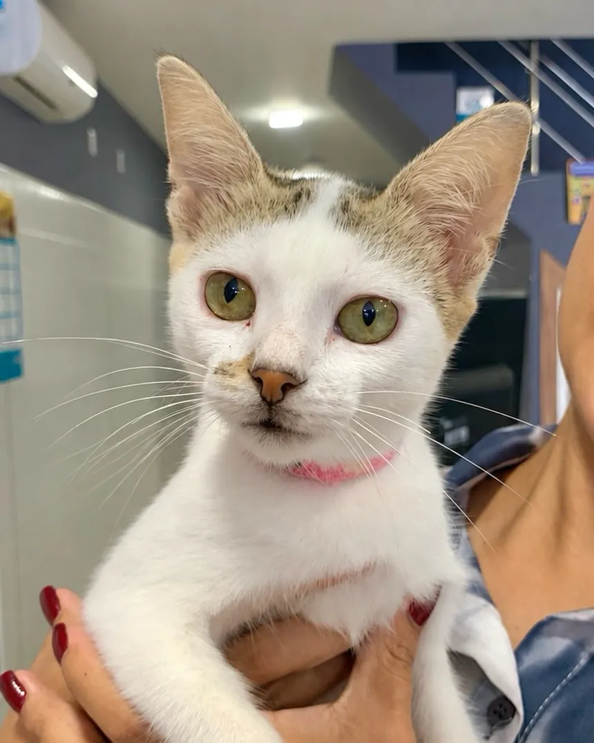 Gatinha branca no colo da tutora na recepção da clínica