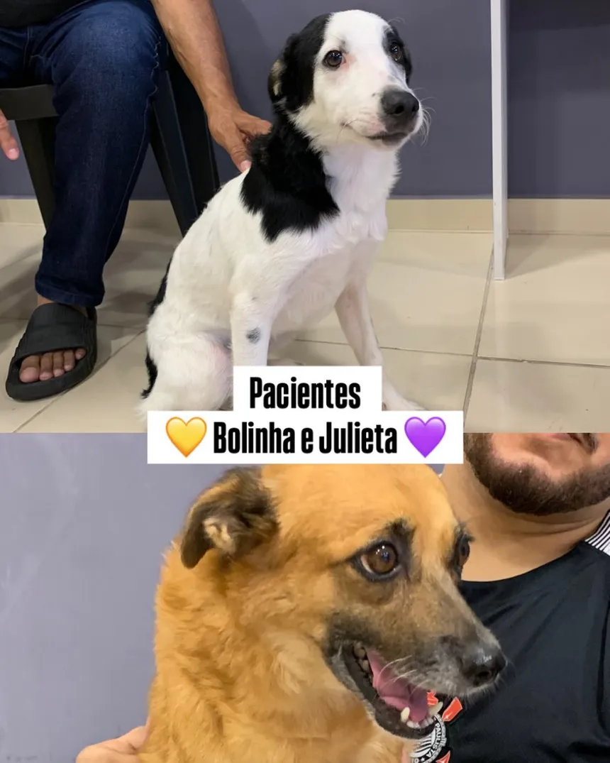 Pacientes Bolinha e Julieta no consultório do Mundo do Bichão