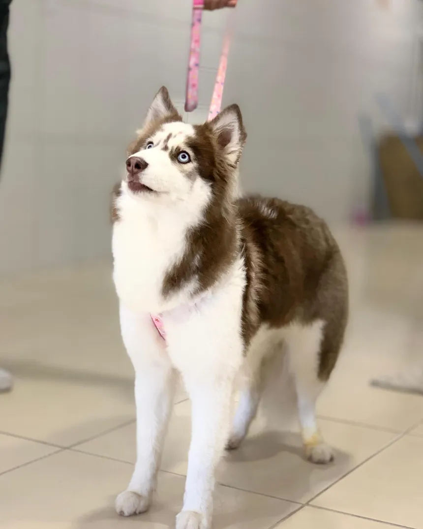 Filhote de husky na recepção da clínica